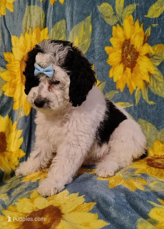 Faye F1b mini cockapoo  – Cockapoo puppy for sale in Springfield, AR