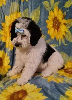 Faye F1b mini cockapoo , a female Cockapoo for sale in Springfield, AR – Photo 1 of 10