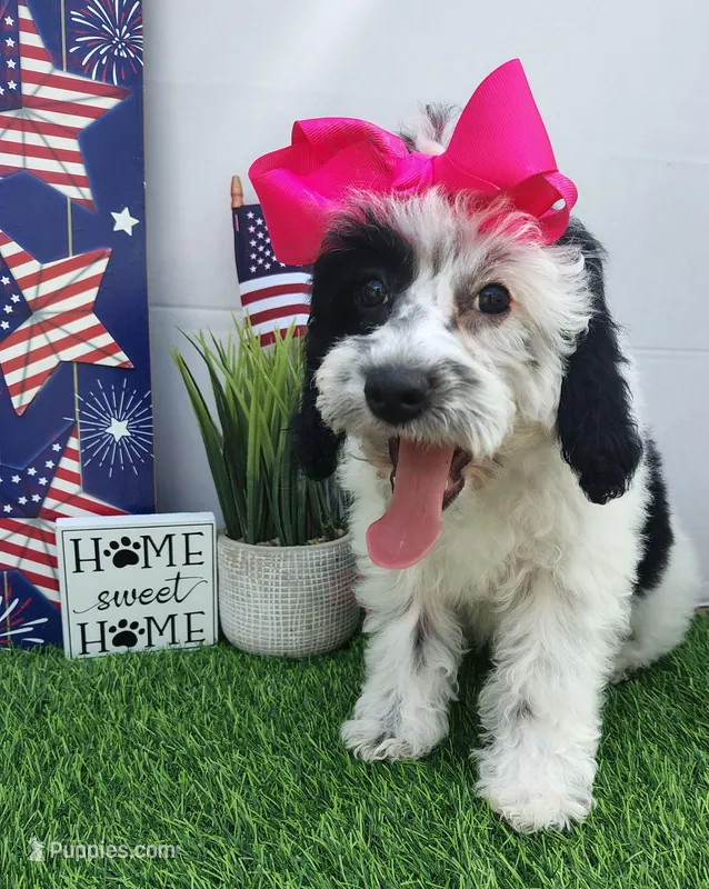 Faye F1b mini cockapoo  – Cockapoo puppy for sale in Springfield, AR