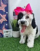 Faye F1b mini cockapoo , a female Cockapoo for sale in Springfield, AR – Photo 1 of 10
