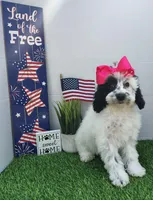 Faye F1b mini cockapoo , a female Cockapoo for sale in Springfield, AR – Photo 3 of 10