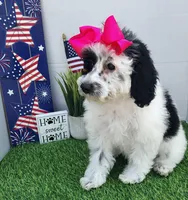 Faye F1b mini cockapoo , a female Cockapoo for sale in Springfield, AR – Photo 4 of 10
