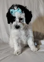 Faye F1b mini cockapoo , a female Cockapoo for sale in Springfield, AR – Photo 4 of 10