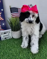 Faye F1b mini cockapoo , a female Cockapoo for sale in Springfield, AR – Photo 2 of 10