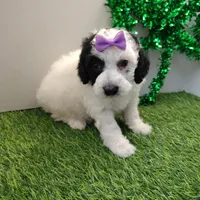 Faye F1b mini cockapoo , a female Cockapoo for sale in Springfield, AR – Photo 9 of 10