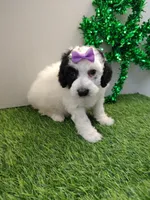 Faye F1b mini cockapoo , a female Cockapoo for sale in Springfield, AR – Photo 2 of 4