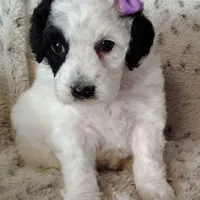 Faye F1b mini cockapoo , a female Cockapoo for sale in Springfield, AR – Photo 10 of 10