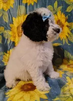 Faye F1b mini cockapoo , a female Cockapoo for sale in Springfield, AR – Photo 2 of 10