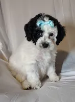 Faye F1b mini cockapoo , a female Cockapoo for sale in Springfield, AR – Photo 3 of 10