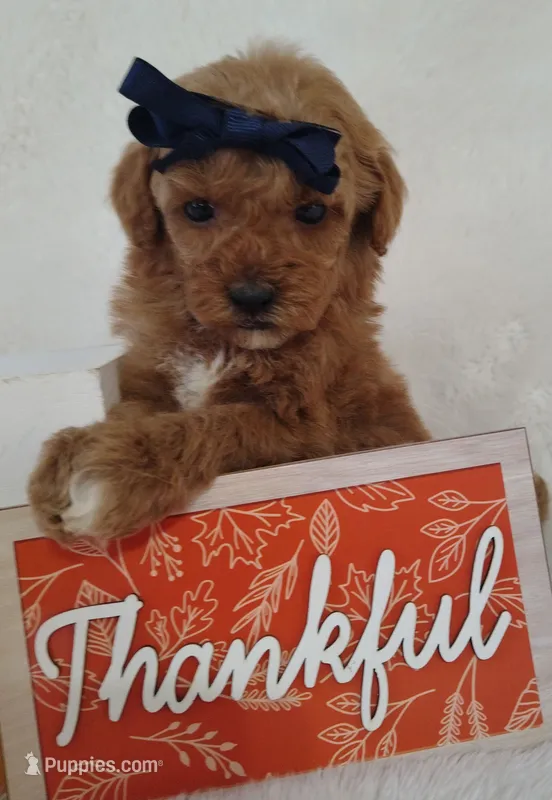 Coco F1B mini goldendoodle – Miniature Goldendoodle puppy for sale in Springfield, AR