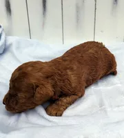 Cody f1b mini goldendoodle, a male Miniature Goldendoodle for sale in Springfield, AR – 5 of 5
