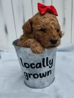 Coco F1B mini goldendoodle, a female Miniature Goldendoodle for sale in Springfield, AR – 4 of 4