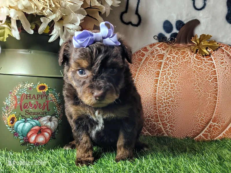 Penny F1 mini Aussiedoodle – Miniature Aussiedoodle puppy for sale in Springfield, AR