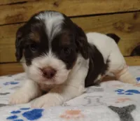 Leo F1 Mini Sproodle, a male Springer Doodle for sale in Springfield, AR – 3 of 3