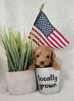 Kuya F1 cavapoo, a male Cavapoo for sale in Springfield, AR – Photo 1 of 2