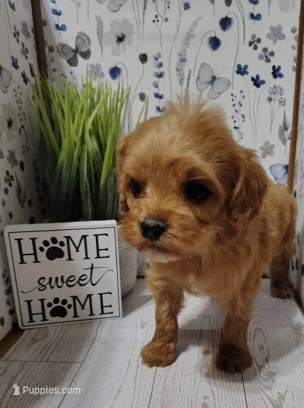 Kuya F1 cavapoo – Cavapoo puppy for sale in Springfield, AR