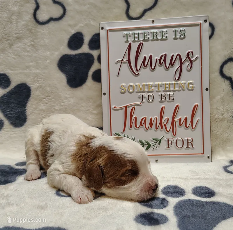 Rolo F1 cavapoo – Cavapoo puppy for sale in Springfield, AR