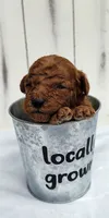 Cody f1b mini goldendoodle, a male Miniature Goldendoodle for sale in Springfield, AR – 2 of 5