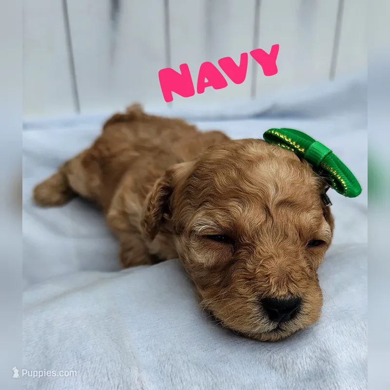 Navy F1B mini goldendoodle – Miniature Goldendoodle puppy for sale in Springfield, AR