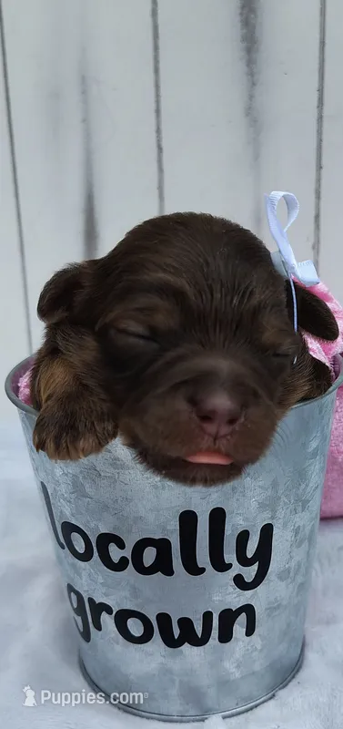Brownie F1 mini Aussiedoodle – Miniature Aussiedoodle puppy for sale in Springfield, AR