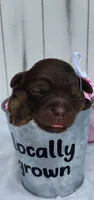 Brownie F1 mini Aussiedoodle, a female Miniature Aussiedoodle for sale in Springfield, AR – 1 of 6