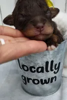 Penny F1 mini Aussiedoodle, a female Miniature Aussiedoodle for sale in Springfield, AR – 3 of 5