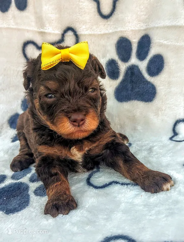 Penny F1 mini Aussiedoodle – Miniature Aussiedoodle puppy for sale in Springfield, AR