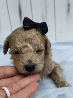 Elsie F1B mini goldendoodle, a female Miniature Goldendoodle for sale in Springfield, AR – 4 of 5