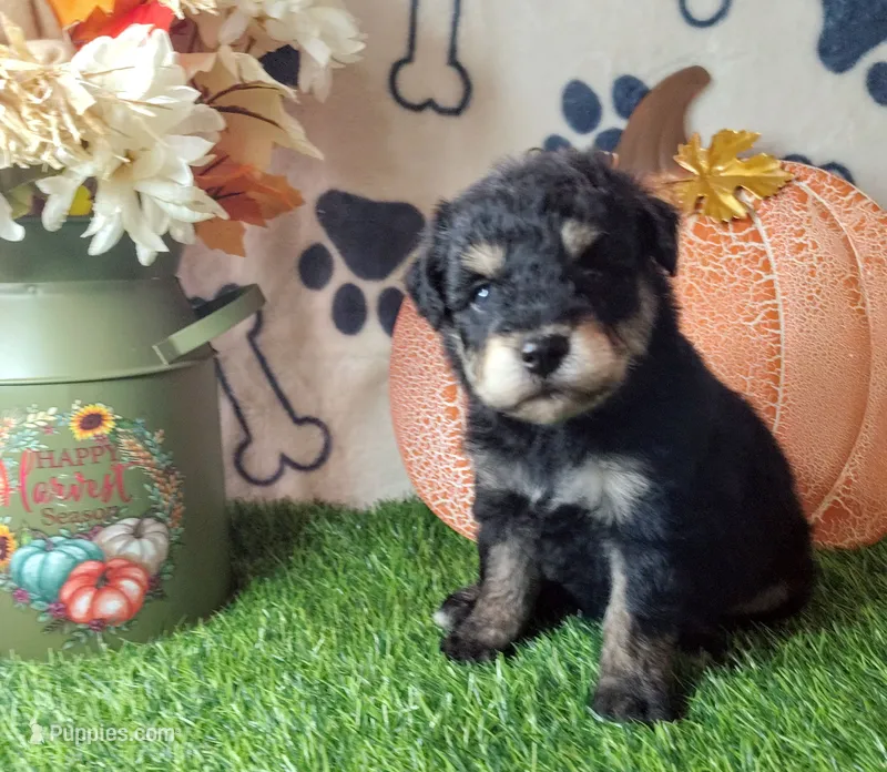 Shadow F1 mini Aussiedoodle – Miniature Aussiedoodle puppy for sale in Springfield, AR