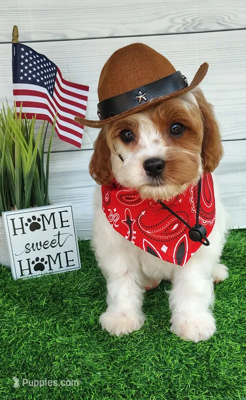 Trevor F1 Cavapoo  – Cavapoo puppy for sale in Springfield, AR