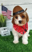 Trevor F1 Cavapoo , a male Cavapoo for sale in Springfield, AR – 1 of 10