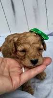 Navy F1B mini goldendoodle, a female Miniature Goldendoodle for sale in Springfield, AR – 5 of 5