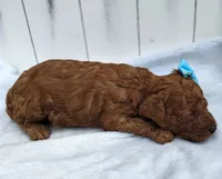 Cinnamon F1B mini goldendoodle, a female Miniature Goldendoodle for sale in Springfield, AR – 4 of 5