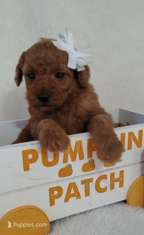 Joy F1B mini goldendoodle – Miniature Goldendoodle puppy for sale in Springfield, AR