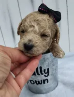Elsie F1B mini goldendoodle, a female Miniature Goldendoodle for sale in Springfield, AR – 3 of 5