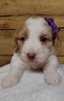 Rae F1 Sproodle, a female Springer Doodle for sale in Springfield, AR – 3 of 3