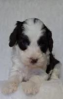 processed/20012ced-c8be-46b5-ad45-e70cc4697db5/listing/36d65a43-5b93-4dc6-8727-f443315bf923/5f857a53-5596-4778-9084-9621f6841340