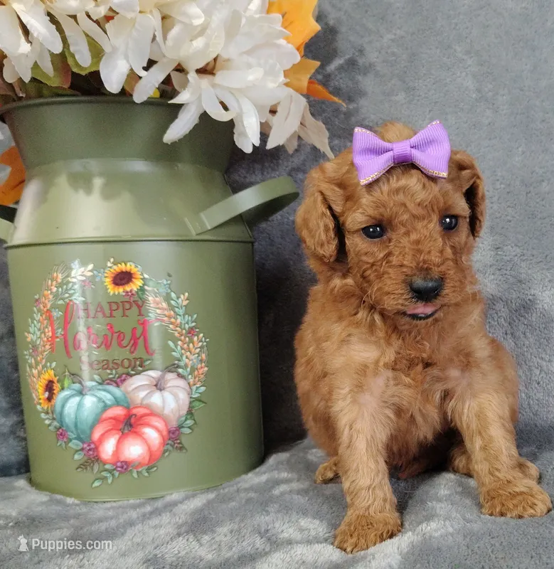 Joy F1B mini goldendoodle – Miniature Goldendoodle puppy for sale in Springfield, AR
