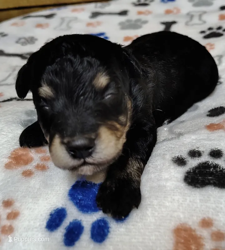 Shadow F1 mini Aussiedoodle – Miniature Aussiedoodle puppy for sale in Springfield, AR