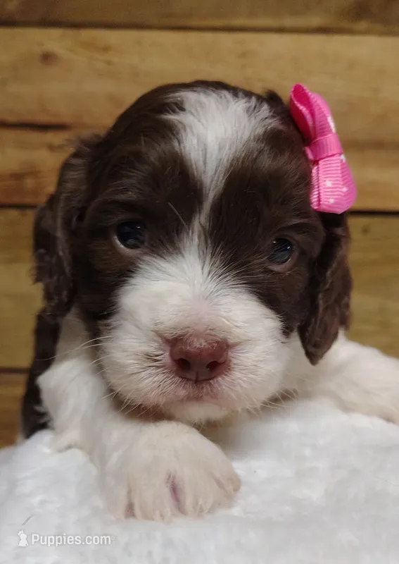 Kate F1 Sproodle – Springer Doodle puppy for sale in Springfield, AR