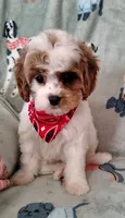 Trevor F1 Cavapoo , a male Cavapoo for sale in Springfield, AR – 3 of 10