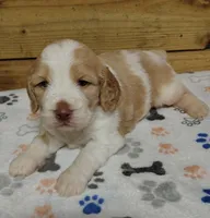 Sampson F1 Sproodle, a male Springer Doodle for sale in Springfield, AR – 2 of 3