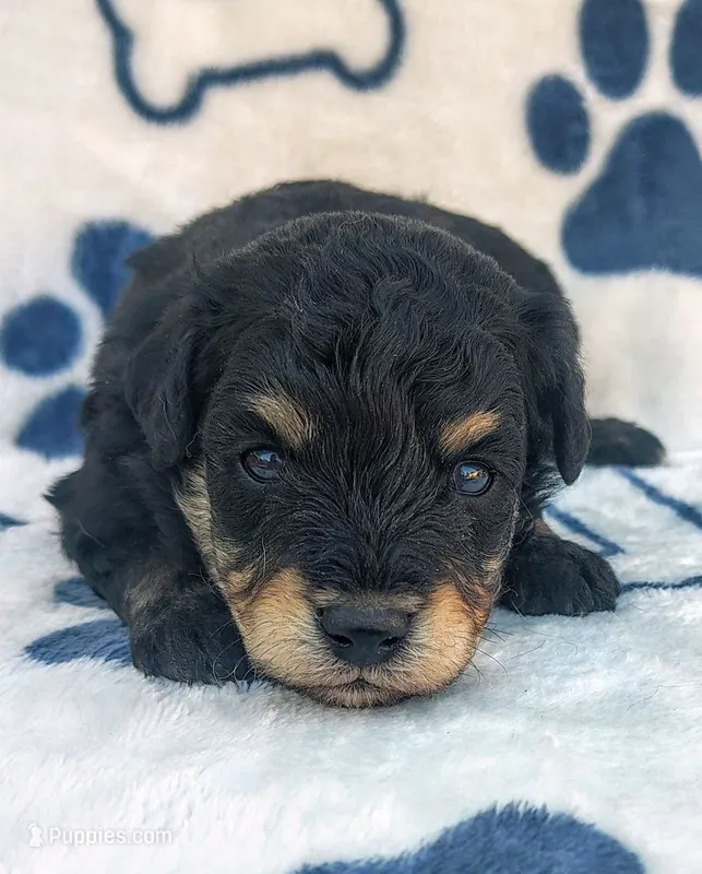 Shadow F1 mini Aussiedoodle – Miniature Aussiedoodle puppy for sale in Springfield, AR