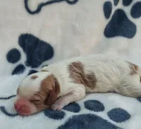 Rolo F1 cavapoo, a male Cavapoo for sale in Springfield, AR – 5 of 5