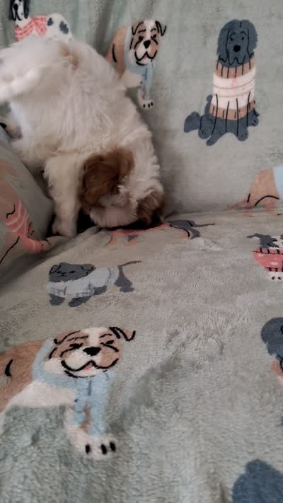 Trevor F1 Cavapoo , a male Cavapoo for sale in Springfield, AR – 10 of 10