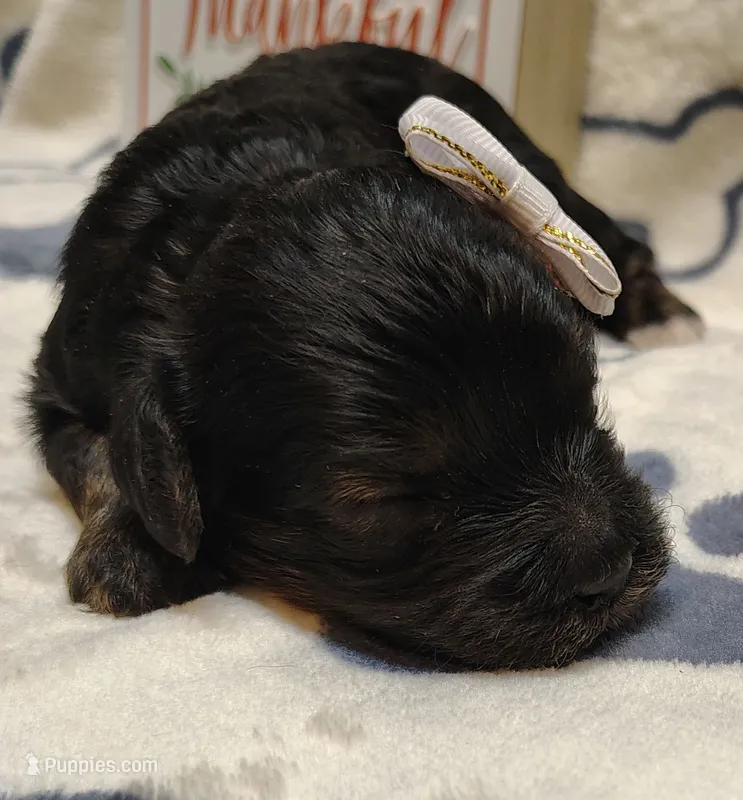 Midnight F1 cavapoo – Cavapoo puppy for sale in Springfield, AR