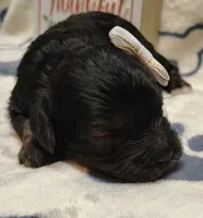 Midnight F1 cavapoo, a female Cavapoo for sale in Springfield, AR – 1 of 5