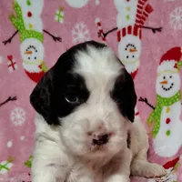 Sage F1 Sproodle, a female Springer Doodle for sale in Springfield, AR – Photo 9 of 9