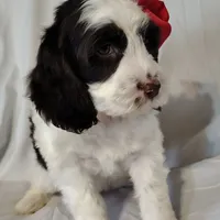 Sage F1 Sproodle, a female Springer Doodle for sale in Springfield, AR – Photo 3 of 9