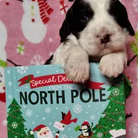 Sage F1 Sproodle, a female Springer Doodle for sale in Springfield, AR – Photo 8 of 9